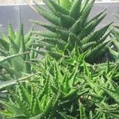 User avatar for Bob De Brouwer