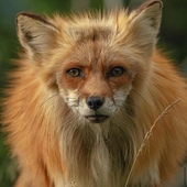 User avatar for Matt Ray