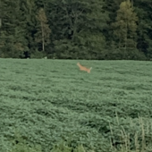 User avatar for Anne Larochelle