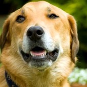 User avatar for Liz Thomas