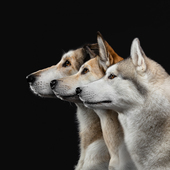 User avatar for Audrey Jenkins