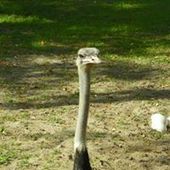 User avatar for Chuck Fauser