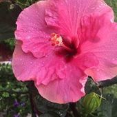 User avatar for Isabelle Frigon