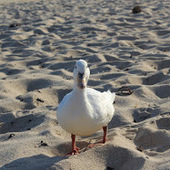 User avatar for Daniel Burke