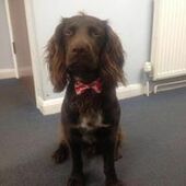 User avatar for Ibby Nevill