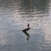 User avatar for Matt Jones