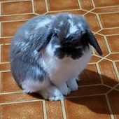 User avatar for April Sousa