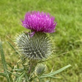 User avatar for Liz Williamson