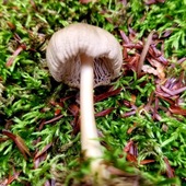 User avatar for Evelyne Dufault