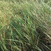 User avatar for Christine Lanthier