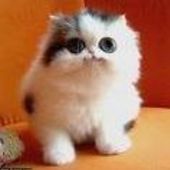 User avatar for Alice Lightning