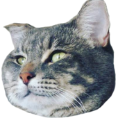 User avatar for Stephanie Coyle