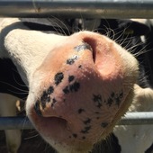 User avatar for Vint Wood