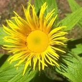 User avatar for Adeline Nicol