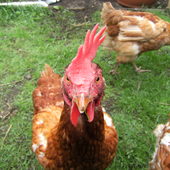 User avatar for Rob Attersoll