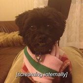 User avatar for Adrian Franchi