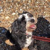 User avatar for Gillie Green