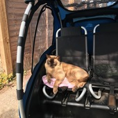 User avatar for Andrea Constable