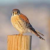 User avatar for Julie Dalia