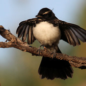 User avatar for Steven Dillon