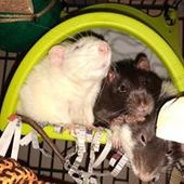 User avatar for Ancia Soton