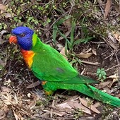 User avatar for Frank Vanhout