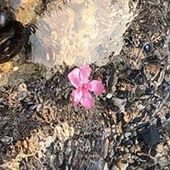 User avatar for Alessandra Valerio