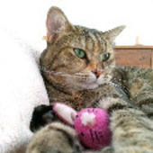 User avatar for Calum Chalmers