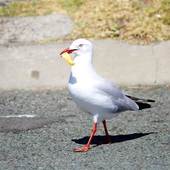 User avatar for Michael Hill