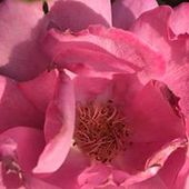 User avatar for Alison Hilton