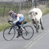 User avatar for Luke Daniher