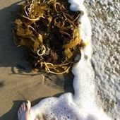 User avatar for Deanna Lundquist Chevas