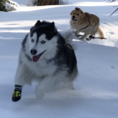 User avatar for Chase T