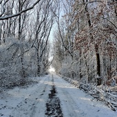 User avatar for Sarah Curtis