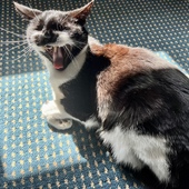 User avatar for Ilaria Di Pietro