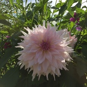 User avatar for Ann Camillo