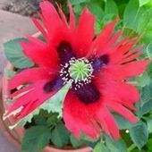 User avatar for Adrienne Frisbee