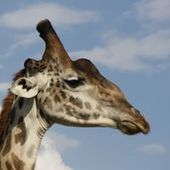 User avatar for Deb Whitcomb