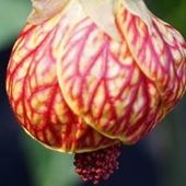 User avatar for Portia Williams