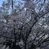 User avatar for Iris Scott