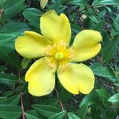 User avatar for Andrea Cuthbert