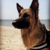 User avatar for Murat Delialioglu