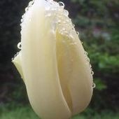 User avatar for Algan Bee