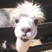 User avatar for Ehud Nir