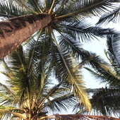 User avatar for Dee Falcon