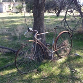 User avatar for Alison Scobie