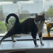 User avatar for MB Brill