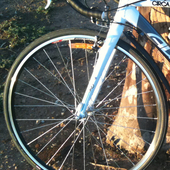 User avatar for Celia Brissenden