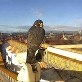 User avatar for Kelvin O'Keefe