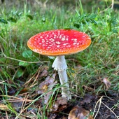 User avatar for Kees L